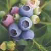Reka Blueberry Live Plant – Edible Dwarf Fruit Bush – 5.25" Pot – Perennial Outdoor - Image 1