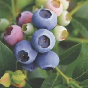 Reka Blueberry Live Plant – Edible Dwarf Fruit Bush – 5.25" Pot – Perennial Outdoor - Image 1