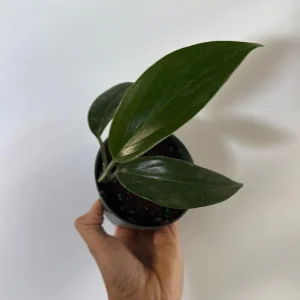 Rhaphidophora Decursiva Dragon Tail Live Plant 4
