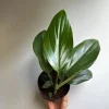 Rhaphidophora Decursiva Dragon Tail Live Plant 4" Pot Variegated Houseplant - Image 1