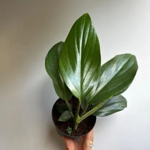 Rhaphidophora Decursiva Dragon Tail Variegated Live Plant 4" Pot Indoor - Image 1