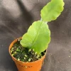 Rhipsalis elliptica Live Plant - Jungle Cactus, 2 inch Pot, Indoor - Image 1
