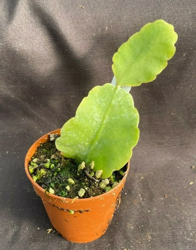 Rhipsalis elliptica Live Plant - Jungle Cactus, 2 inch Pot, Indoor - Image 1