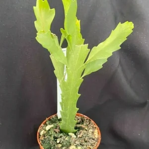 Rhipsalis Houlletiana Live Plant – Jungle Cactus – Two Rooted Plants in 2 inch Pots - Image 1
