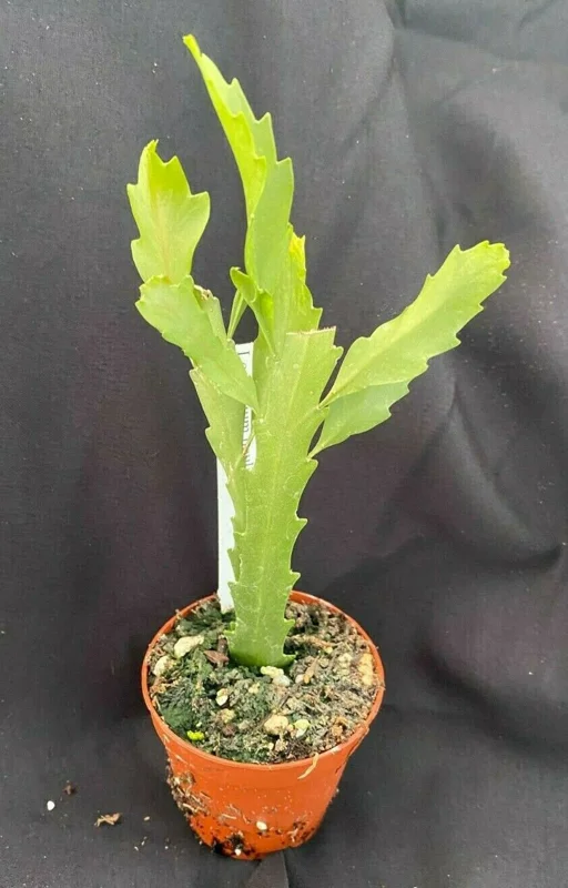 Rhipsalis Houlletiana Live Plant – Jungle Cactus – Two Rooted Plants in 2 inch Pots - Image 1