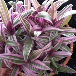 Rhoeo Discolor Tricolor Live Plant – Colorful Indoor Houseplant - Image 2
