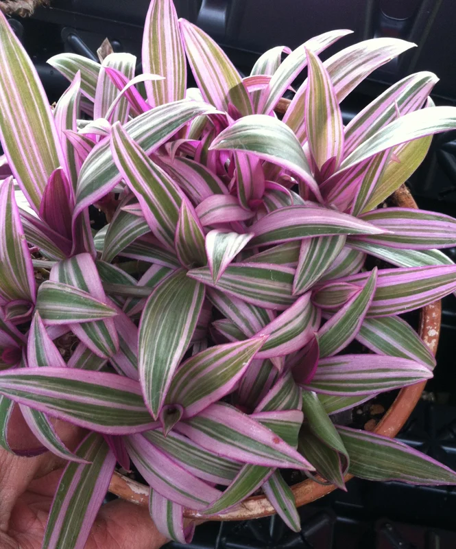 Rhoeo Discolor Tricolor Live Plant – Colorful Indoor Houseplant - Image 2