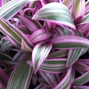 Rhoeo Discolor Tricolor Live Plant – Colorful Indoor Houseplant - Image 3