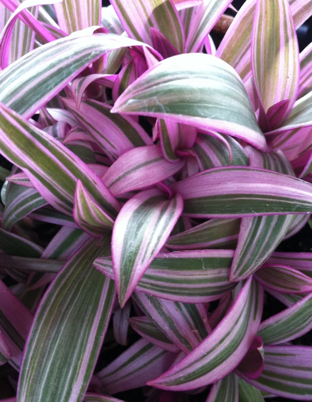 Rhoeo Discolor Tricolor Live Plant – Colorful Indoor Houseplant - Image 3