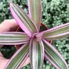 Rhoeo Discolor Tricolor Live Plant – Colorful Indoor Houseplant - Image 1