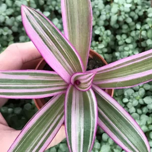 Rhoeo Discolor Tricolor Live Plant – Colorful Indoor Houseplant - Image 1