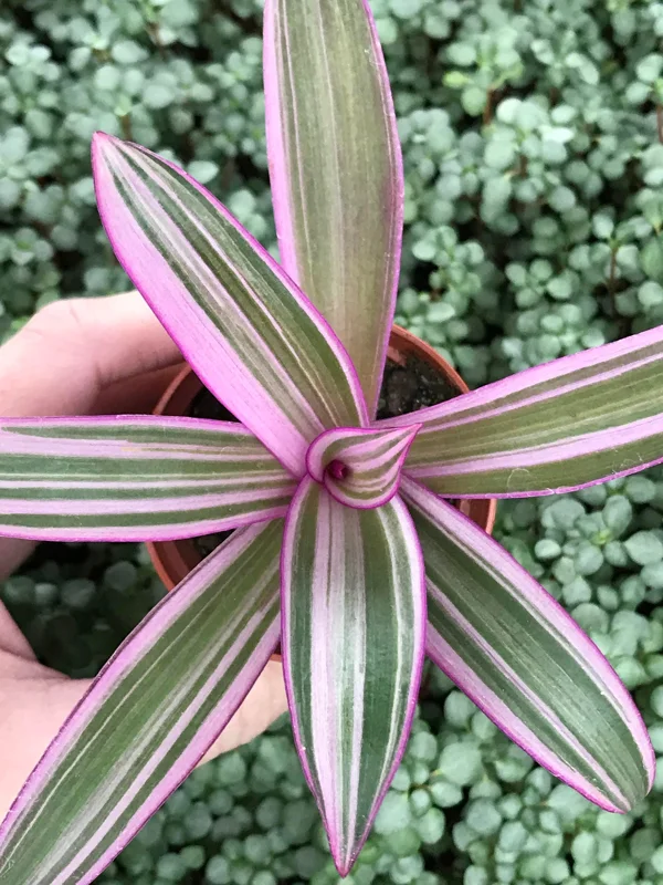Rhoeo Discolor Tricolor Live Plant – Colorful Indoor Houseplant - Image 1