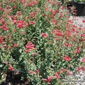 Rock Penstemon Live Plant – Penstemon baccharifolius – 1 Gallon – Fully Rooted - Image 2