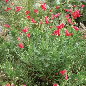 Rock Penstemon Live Plant – Penstemon baccharifolius – 1 Gallon – Fully Rooted - Image 1