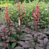 Rodgersia Bronze Peacock Live Starter Plant - Outdoor Perennial - Image 1