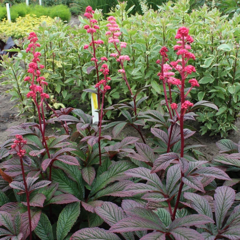 Rodgersia Bronze Peacock Live Starter Plant - Outdoor Perennial - Image 1