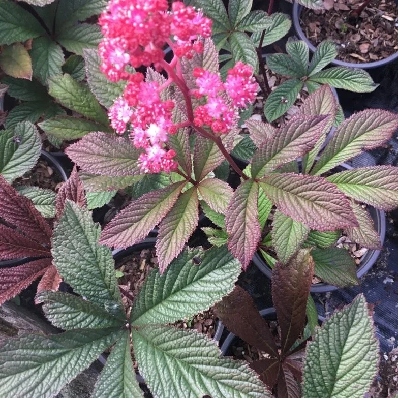 Rodgersia Bronze Peacock Live Starter Plant - Outdoor Perennial - Image 2