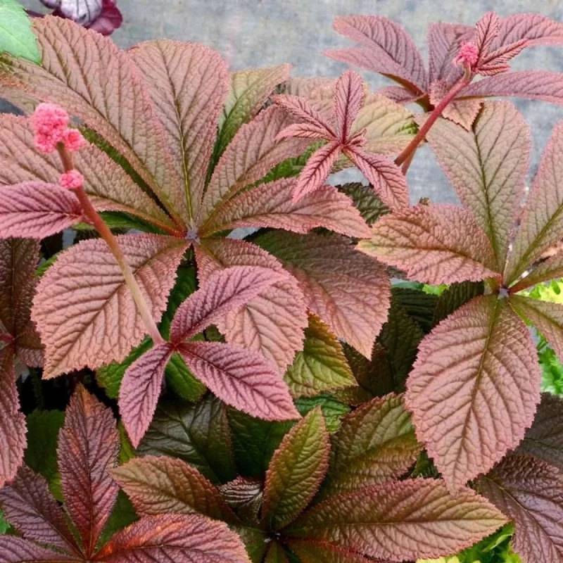 Rodgersia Bronze Peacock Live Starter Plant - Outdoor Perennial - Image 3