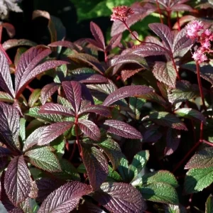 Rodgersia Bronze Peacock Live Starter Plant - Outdoor Perennial - Image 4