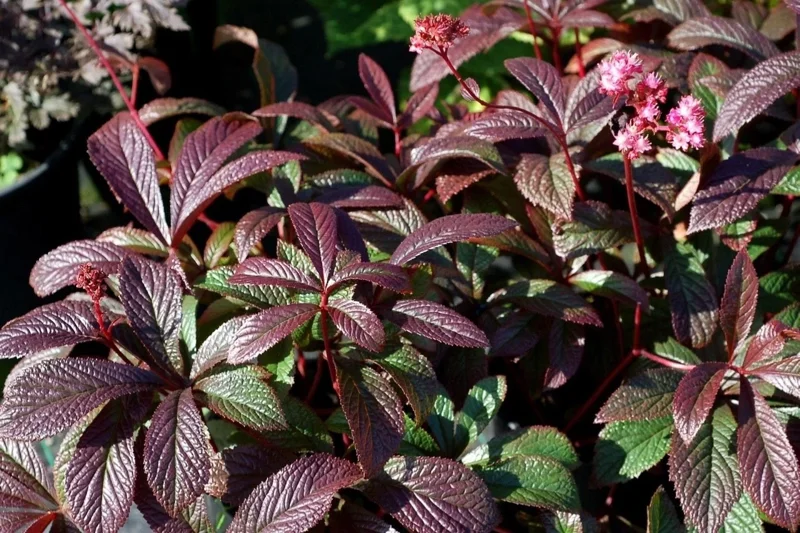 Rodgersia Bronze Peacock Live Starter Plant - Outdoor Perennial - Image 4