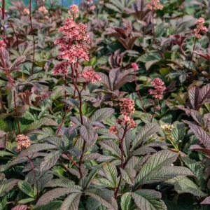 Rodgersia Bronze Peacock Live Starter Plant - Outdoor Perennial - Image 5