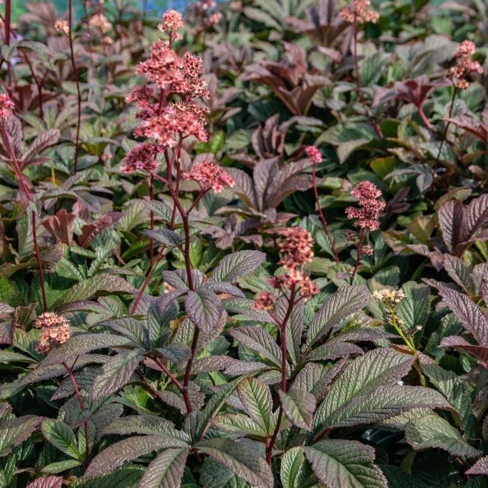 Rodgersia Bronze Peacock Live Starter Plant - Outdoor Perennial - Image 5