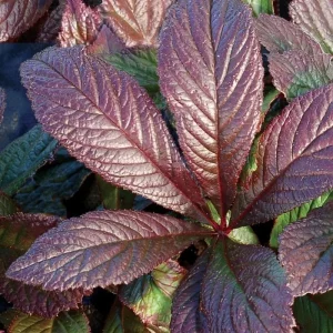 Rodgersia Bronze Peacock Live Starter Plant - Outdoor Perennial - Image 6
