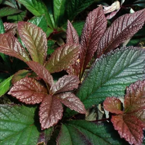 Rodgersia Bronze Peacock Live Starter Plant - Outdoor Perennial - Image 7