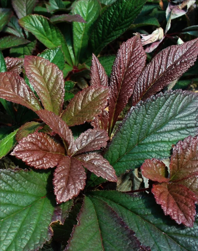 Rodgersia Bronze Peacock Live Starter Plant - Outdoor Perennial - Image 7