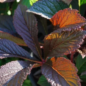Rodgersia Bronze Peacock Live Starter Plant - Outdoor Perennial - Image 8