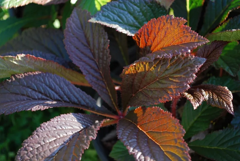 Rodgersia Bronze Peacock Live Starter Plant - Outdoor Perennial - Image 8