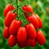 Roma Tomato Seeds - Heirloom Non-GMO Sweet Juicy Paste Tomatoes, 200+ Count - Image 1