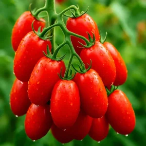 Roma Tomato Seeds - Heirloom Non-GMO Sweet Juicy Paste Tomatoes, 200+ Count - Image 1
