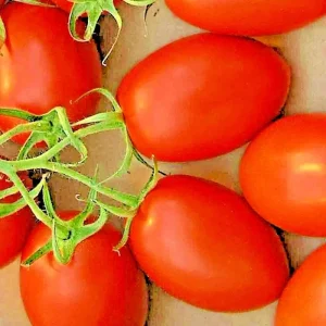 Roma Tomato Seeds - Heirloom Non-GMO Sweet Juicy Paste Tomatoes, 200+ Count - Image 4