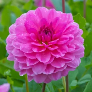 Rosella Dahlia Seeds - 25 Flower Perennial Seeds for Garden - Image 22