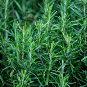 Rosemary Live Plant – Fragrant Edible Herb Shrub, 10-12 Inches Tall, Perennial - Image 2