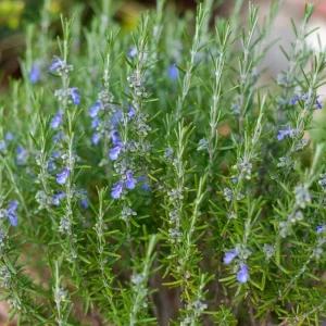Rosemary Live Plant – Fragrant Edible Herb Shrub, 10-12 Inches Tall, Perennial - Image 3