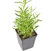 Rosemary Live Plant – Fragrant Edible Herb Shrub, 10-12 Inches Tall, Perennial - Image 1