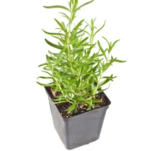 Rosemary Live Plant – Fragrant Edible Herb Shrub, 10-12 Inches Tall, Perennial - Image 1