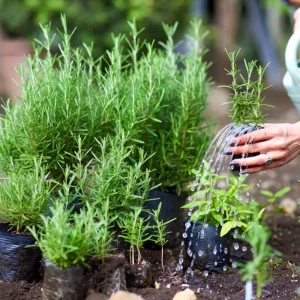 Rosemary Live Plant – Fragrant Edible Herb Shrub, 10-12 Inches Tall, Perennial - Image 5