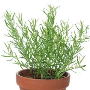Rosemary Live Plant - Fragrant Edible Herb, Upright, 6-8 Inches Tall, Perennial - Image 2