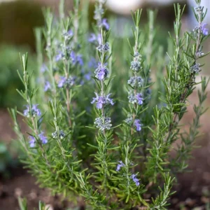 Rosemary Live Plant - Fragrant Edible Herb, Upright, 6-8 Inches Tall, Perennial - Image 3