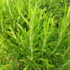 Rosemary Live Plant - Fragrant Edible Herb, Upright, 6-8 Inches Tall, Perennial - Image 1