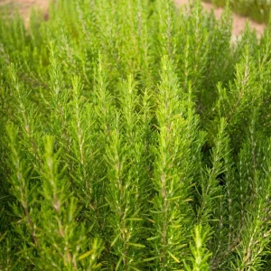 Rosemary Live Plant in 4 Inch Pot - Fragrant Edible Herb, 4-7 Inches Tall - Image 3