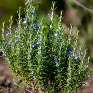 Rosemary Live Plant in 4 Inch Pot - Fragrant Edible Herb, 4-7 Inches Tall - Image 5