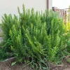Rosemary Live Plant in 4 Inch Pot - Fragrant Edible Herb, 4-7 Inches Tall - Image 1