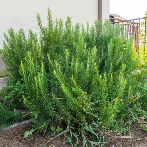 Rosemary Live Plant in 4 Inch Pot - Fragrant Edible Herb, 4-7 Inches Tall - Image 1