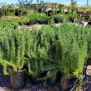 Rosemary Tuscan Blue Live Herb Plant – Plug – Outdoor & Indoor - Image 2