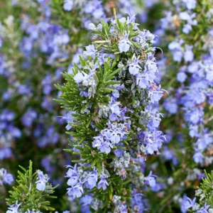Rosemary Tuscan Blue Live Herb Plant – Plug – Outdoor & Indoor - Image 3