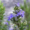Rosemary Tuscan Blue Live Herb Plant – Plug – Outdoor & Indoor - Image 1